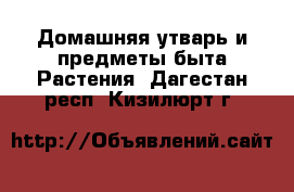 Домашняя утварь и предметы быта Растения. Дагестан респ.,Кизилюрт г.